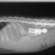 Illustration for article titled The Five Craziest Things Pets Have Ever Swallowed, Revealed in X-Rays